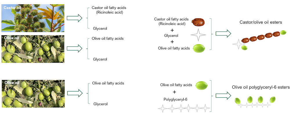 A diagram showing castor oil fatty acids and glycerol coming from castor oil and olive oil fatty acids and glycerol coming from oilve oil. The castor oil fatty acids, glycerol, and olive oil fatty acids combine to form castor/olive oil esters. The olive oil fatty acids and polyglyceryl-6 combine to form olive oil polyglyceryl-6 esters.