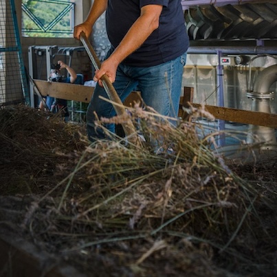 A man shoveling dried lavender.