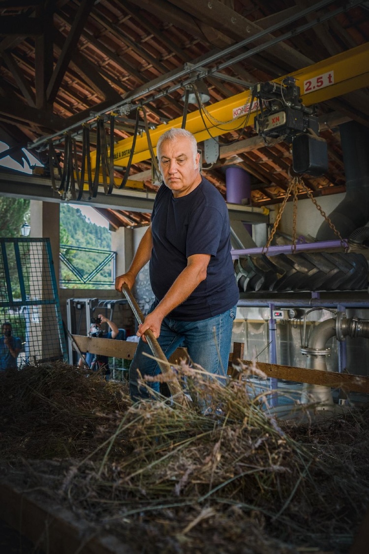 A man shoveling dried lavender.