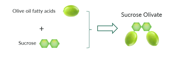 A green olive representing olive oil fatty acids combined with a sucrose molecule, labelled 'Sucrose Olivate'.