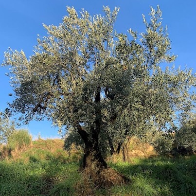 An olive tree