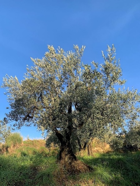 An olive tree